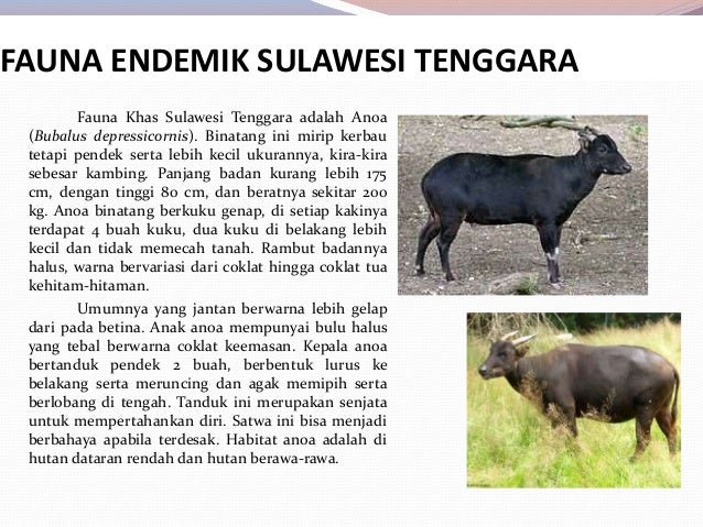 Unduh 89+ Gambar Flora Dan Fauna Di Sulawesi Paling Baru HD