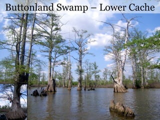 Flora & Fauna of Southern Illinois | PPT