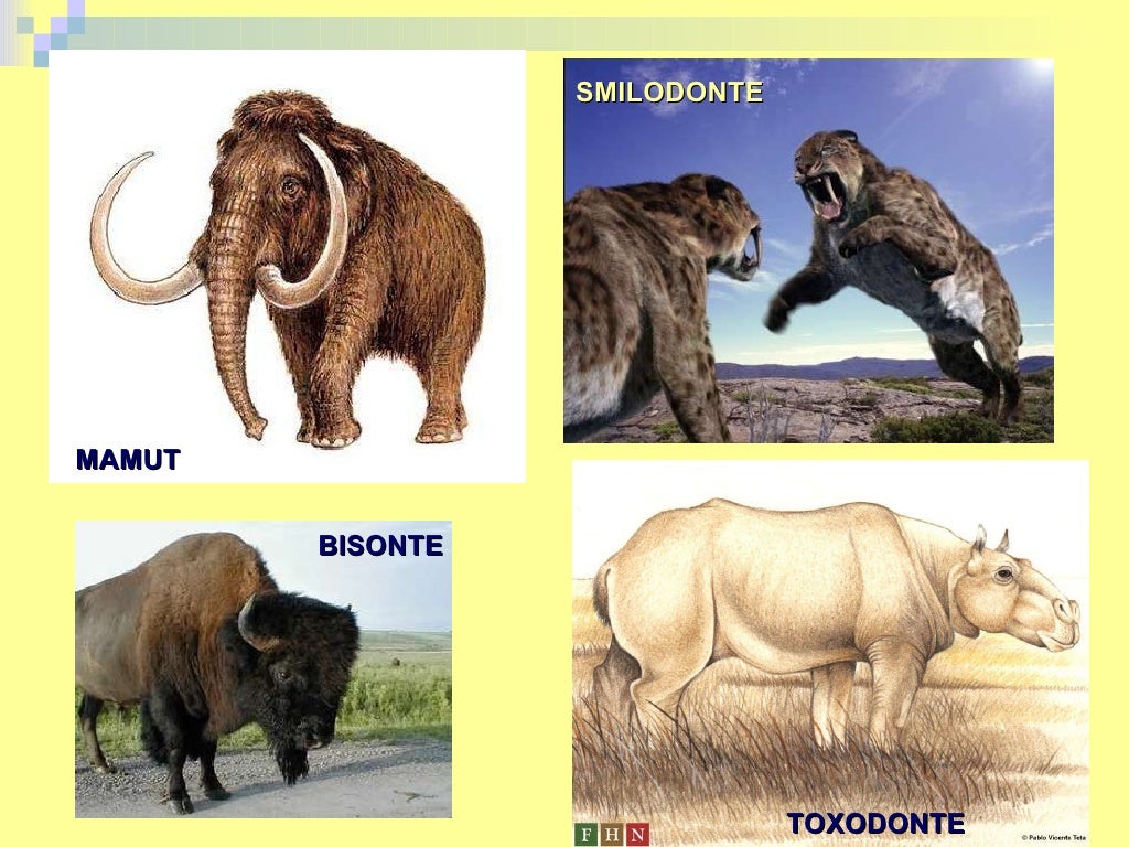 Flora fauna y primeros hab americanos