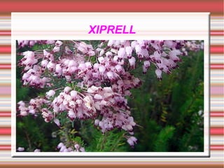 XIPRELL
 