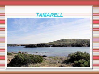 TAMARELL
 