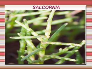 SALCORNIA
 