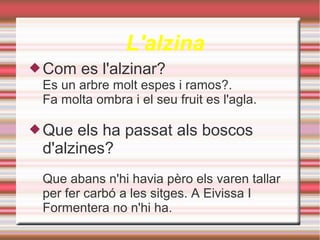 L'alzina
Com es l'alzinar?
Es un arbre molt espes i ramos?.
Fa molta ombra i el seu fruit es l'agla.
Que els ha passat als boscos
d'alzines?
Que abans n'hi havia pèro els varen tallar
per fer carbó a les sitges. A Eivissa I
Formentera no n'hi ha.
 