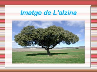 Imatge de L'alzina
 