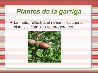 Plantes de la garriga
 La mata, l'ullastre, el romaní, l'estepa,el
xiprell, el càrritx, l'esperregera etc.
 