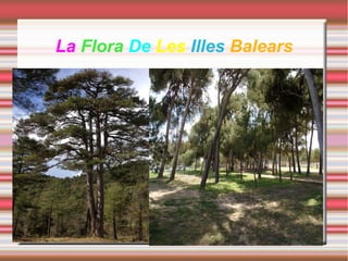 La Flora De Les Illes Balears
 