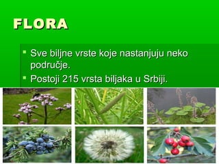 Flora i fauna Srbije | PPT