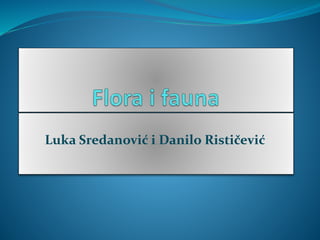 Luka Sredanović i Danilo Rističević
 