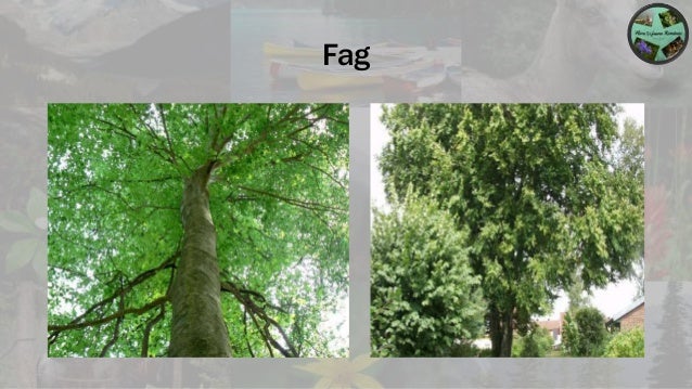 Flora Èi Fauna Romaniei