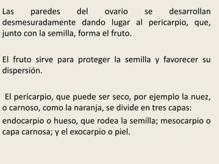 Las paredes del ovario se desarrollan
desmesuradamente dando lugar al pericarpio, que,
junto con la semilla, forma el fruto.
El fruto sirve para proteger la semilla y favorecer su
dispersión.
El pericarpio, que puede ser seco, por ejemplo la nuez,
o carnoso, como la naranja, se divide en tres capas:
endocarpio o hueso, que rodea la semilla; mesocarpio o
capa carnosa; y el exocarpio o piel.
 
