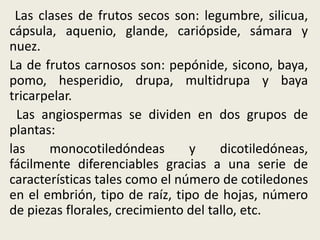 Las clases de frutos secos son: legumbre, silicua,
cápsula, aquenio, glande, cariópside, sámara y
nuez.
La de frutos carnosos son: pepónide, sicono, baya,
pomo, hesperidio, drupa, multidrupa y baya
tricarpelar.
Las angiospermas se dividen en dos grupos de
plantas:
las monocotiledóndeas y dicotiledóneas,
fácilmente diferenciables gracias a una serie de
características tales como el número de cotiledones
en el embrión, tipo de raíz, tipo de hojas, número
de piezas florales, crecimiento del tallo, etc.
 