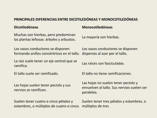 PRINCIPALES DIFERENCIAS ENTRE DICOTILEDÓNEAS Y MONOCOTILEDÓNEAS
Dicotiledóneas Monocotiledóneas
Muchas son hierbas, pero predominan
las plantas leñosas: árboles y arbustos.
La mayoría son hierbas.
Los vasos conductores se disponen
formando anillos concéntricos en el tallo.
Los vasos conductores se disponen
dispersos al azar por el tallo.
La raíz suele tener un eje central que se
ramifica.
Las raíces son fasciculadas.
El tallo suele ser ramificado. El tallo no tiene ramificaciones.
Las hojas suelen tener pecíolo y sus
nervios se ramifican.
Las hojas no suelen tener pecíolo y
envuelven al tallo. Sus nervios suelen ser
paralelos.
Suelen tener cuatro o cinco pétalos y
estambres, o múltiplos de cuatro o cinco.
Suelen tener tres pétalos y estambres, o
múltiplos de tres
 