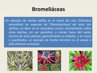 Bromeliáceas
Un ejemplo de hierba epífita es el clavel del aire (Tillandsia
aeranthos) las especies de Tillandsia(clavel del aire) son
epífitas, es decir en la naturaleza crecen normalmente sobre
otras plantas, sin ser parásitos, y crecen fuera del suelo,
encima de otras plantas, generalmente en árboles, o en rocas
y acantilados, un ejemplo de hierba terrestre es el ananá o
piña (Ananas comosus).
 