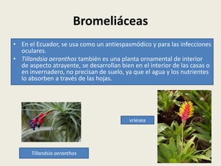 Bromeliáceas
• En el Ecuador, se usa como un antiespasmódico y para las infecciones
oculares.
• Tillandsia aeranthos también es una planta ornamental de interior
de aspecto atrayente, se desarrollan bien en el interior de las casas o
en invernadero, no precisan de suelo, ya que el agua y los nutrientes
lo absorben a través de las hojas.
Tillandsia aeranthos
vriesea
 