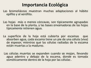Importancia Ecológica
Las bromeliáceas muestran muchas adaptaciones al hábito
epífito y al xerófito.
Las hojas más o menos cóncavas, son típicamente agrupadas
en la base de la planta, y las bases envainadoras de las hojas
típicamente retienen agua.
La superficie de la hoja está cubierta por escamas que
absorben agua, cada escama tiene un pie de una célula (viva)
de espesor, mientras que las células radiadas de la escama
están muertas a la madurez.
Las células muertas se expanden cuando se mojan, llevando
agua adentro y debajo de la escama, donde es tomada
osmóticamente dentro de la hoja por las células .
 