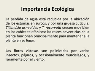 Importancia Ecológica
La pérdida de agua está reducida por la ubicación
de los estomas en surcos, y por una gruesa cutícula.
Tillandsia usneoides y T. recurvata crecen muy bien
en los cables telefónicos: las raíces adventicias de la
planta funcionan principalmente para mantener a la
planta en su lugar.
Las flores vistosas son polinizadas por varios
insectos, pájaros, y ocasionalmente murciélagos, y
raramente por el viento.
 