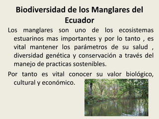 Biodiversidad de los Manglares del
Ecuador
Los manglares son uno de los ecosistemas
estuarinos mas importantes y por lo tanto , es
vital mantener los parámetros de su salud ,
diversidad genética y conservación a través del
manejo de practicas sostenibles.
Por tanto es vital conocer su valor biológico,
cultural y económico.
 