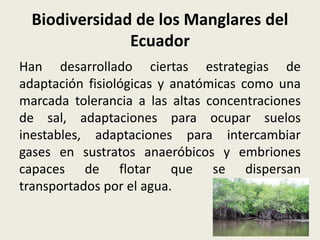 Biodiversidad de los Manglares del
Ecuador
Han desarrollado ciertas estrategias de
adaptación fisiológicas y anatómicas como una
marcada tolerancia a las altas concentraciones
de sal, adaptaciones para ocupar suelos
inestables, adaptaciones para intercambiar
gases en sustratos anaeróbicos y embriones
capaces de flotar que se dispersan
transportados por el agua.
 