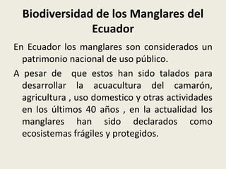 Biodiversidad de los Manglares del
Ecuador
En Ecuador los manglares son considerados un
patrimonio nacional de uso público.
A pesar de que estos han sido talados para
desarrollar la acuacultura del camarón,
agricultura , uso domestico y otras actividades
en los últimos 40 años , en la actualidad los
manglares han sido declarados como
ecosistemas frágiles y protegidos.
 
