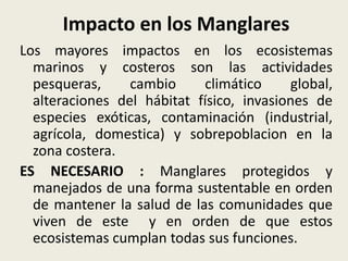 Impacto en los Manglares
Los mayores impactos en los ecosistemas
marinos y costeros son las actividades
pesqueras, cambio climático global,
alteraciones del hábitat físico, invasiones de
especies exóticas, contaminación (industrial,
agrícola, domestica) y sobrepoblacion en la
zona costera.
ES NECESARIO : Manglares protegidos y
manejados de una forma sustentable en orden
de mantener la salud de las comunidades que
viven de este y en orden de que estos
ecosistemas cumplan todas sus funciones.
 