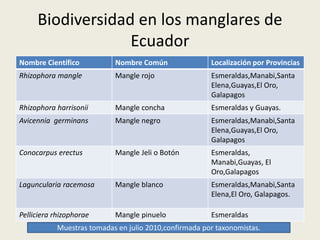 Biodiversidad en los manglares de
Ecuador
Nombre Científico Nombre Común Localización por Provincias
Rhizophora mangle Mangle rojo Esmeraldas,Manabi,Santa
Elena,Guayas,El Oro,
Galapagos
Rhizophora harrisonii Mangle concha Esmeraldas y Guayas.
Avicennia germinans Mangle negro Esmeraldas,Manabi,Santa
Elena,Guayas,El Oro,
Galapagos
Conocarpus erectus Mangle Jeli o Botón Esmeraldas,
Manabi,Guayas, El
Oro,Galapagos
Laguncularia racemosa Mangle blanco Esmeraldas,Manabi,Santa
Elena,El Oro, Galapagos.
Pelliciera rhizophorae Mangle pinuelo Esmeraldas
Muestras tomadas en julio 2010,confirmada por taxonomistas.
 
