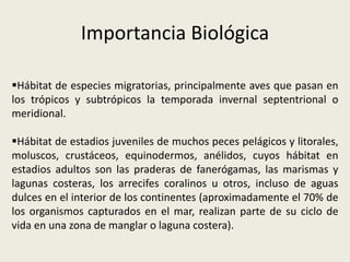 Importancia Biológica
Hábitat de especies migratorias, principalmente aves que pasan en
los trópicos y subtrópicos la temporada invernal septentrional o
meridional.
Hábitat de estadios juveniles de muchos peces pelágicos y litorales,
moluscos, crustáceos, equinodermos, anélidos, cuyos hábitat en
estadios adultos son las praderas de fanerógamas, las marismas y
lagunas costeras, los arrecifes coralinos u otros, incluso de aguas
dulces en el interior de los continentes (aproximadamente el 70% de
los organismos capturados en el mar, realizan parte de su ciclo de
vida en una zona de manglar o laguna costera).
 