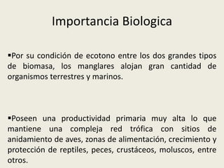Importancia Biologica
Por su condición de ecotono entre los dos grandes tipos
de biomasa, los manglares alojan gran cantidad de
organismos terrestres y marinos.
Poseen una productividad primaria muy alta lo que
mantiene una compleja red trófica con sitios de
anidamiento de aves, zonas de alimentación, crecimiento y
protección de reptiles, peces, crustáceos, moluscos, entre
otros.
 