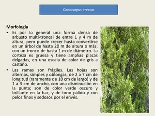 Morfología
• Es por lo general una forma densa de
arbusto multi-troncal de entre 1 y 4 m de
altura, pero puede crecer hasta convertirse
en un árbol de hasta 20 m de altura o más,
con un tronco de hasta 1 m de diámetro. La
corteza es gruesa y tiene amplias placas
delgadas, en una escala de color de gris a
castaño.
• Las ramas son frágiles. Las hojas son
alternas, simples y oblongas, de 2 a 7 cm de
longitud (raramente de 10 cm de largo) y de
1 a 3 cm de ancho, con una disminución en
la punta; son de color verde oscuro y
brillante en la haz, y de tono pálido y con
pelos finos y sedosos por el envés.
Conocarpus erectus
 