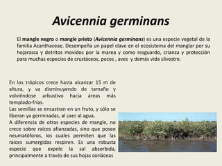 Avicennia germinans
El mangle negro o mangle prieto (Avicennia germinans) es una especie vegetal de la
familia Acanthaceae. Desempeña un papel clave en el ecosistema del manglar por su
hojarasca y detritos movidos por la marea y como resguardo, crianza y protección
para muchas especies de crustáceos, peces , aves y demás vida silvestre.
En los trópicos crece hasta alcanzar 15 m de
altura, y va disminuyendo de tamaño y
volviéndose arbustivo hacia áreas más
templado-frías.
Las semillas se encastran en un fruto, y sólo se
liberan ya germinadas, al caer al agua.
A diferencia de otras especies de mangle, no
crece sobre raíces afianzadas, sino que posee
neumatóforos, los cuales permiten que las
raíces sumergidas respiren. Es una robusta
especie que expele la sal absorbida,
principalmente a través de sus hojas coriáceas
 