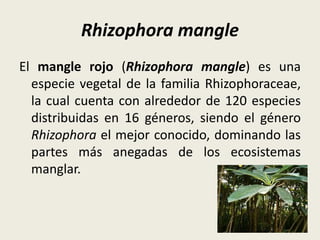 Rhizophora mangle
El mangle rojo (Rhizophora mangle) es una
especie vegetal de la familia Rhizophoraceae,
la cual cuenta con alrededor de 120 especies
distribuidas en 16 géneros, siendo el género
Rhizophora el mejor conocido, dominando las
partes más anegadas de los ecosistemas
manglar.
 