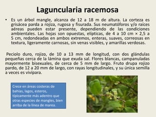 Laguncularia racemosa
• Es un árbol mangle, alcanza de 12 a 18 m de altura. La corteza es
grisácea parda a rojiza, rugosa y fisurada. Sus neumatóforos y/o raíces
aéreas pueden estar presente, dependiendo de las condiciones
ambientales. Las hojas son opuestas, elípticas, de 4 a 10 cm × 2,5 a
5 cm, redondeadas en ambos extremos, enteras, suaves, correosas en
textura, ligeramente carnosas, sin venas visibles, y amarillas verdosas.
Peciolo duro, rojizo, de 10 a 13 mm de longitud, con dos glándulas
pequeñas cerca de la lámina que exuda sal. Flores blancas, campanuladas
mayormente bisexuales, de cerca de 5 mm de largo. Fruto drupa rojizo
pardo, de 12 a 20 mm de largo, con rayas longitudinales, y su única semilla
a veces es vivípara.
Crece en áreas costeras de
bahías, lagos, esteros,
típicamente más adentro que
otras especies de mangles, bien
arriba de la línea de marea.
 