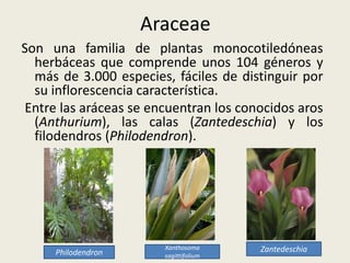 Araceae
Son una familia de plantas monocotiledóneas
herbáceas que comprende unos 104 géneros y
más de 3.000 especies, fáciles de distinguir por
su inflorescencia característica.
Entre las aráceas se encuentran los conocidos aros
(Anthurium), las calas (Zantedeschia) y los
filodendros (Philodendron).
Zantedeschia
Xanthosoma
sagittifolium
Philodendron
 