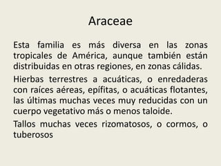 Araceae
Esta familia es más diversa en las zonas
tropicales de América, aunque también están
distribuidas en otras regiones, en zonas cálidas.
Hierbas terrestres a acuáticas, o enredaderas
con raíces aéreas, epífitas, o acuáticas flotantes,
las últimas muchas veces muy reducidas con un
cuerpo vegetativo más o menos taloide.
Tallos muchas veces rizomatosos, o cormos, o
tuberosos
 