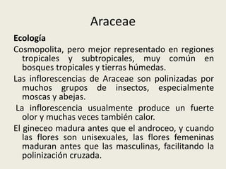 Araceae
Ecología
Cosmopolita, pero mejor representado en regiones
tropicales y subtropicales, muy común en
bosques tropicales y tierras húmedas.
Las inflorescencias de Araceae son polinizadas por
muchos grupos de insectos, especialmente
moscas y abejas.
La inflorescencia usualmente produce un fuerte
olor y muchas veces también calor.
El gineceo madura antes que el androceo, y cuando
las flores son unisexuales, las flores femeninas
maduran antes que las masculinas, facilitando la
polinización cruzada.
 
