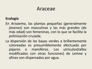 Araceae
Ecología
En Arisaema, las plantas pequeñas (generalmente
jóvenes) son masculinas y las más grandes (de
más edad) son femeninas, con lo que se facilita la
polinización cruzada.
La dispersión de las bayas verdes a brillantemente
coloreadas es presumiblemente efectuada por
pájaros o mamíferos. Los utrículos(tallos
modificados con otras funciones) de Lemna y
afines son dispersados por agua.
 