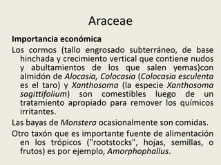 Araceae
Importancia económica
Los cormos (tallo engrosado subterráneo, de base
hinchada y crecimiento vertical que contiene nudos
y abultamientos de los que salen yemas)con
almidón de Alocasia, Colocasia (Colocasia esculenta
es el taro) y Xanthosoma (la especie Xanthosoma
sagittifolium) son comestibles luego de un
tratamiento apropiado para remover los químicos
irritantes.
Las bayas de Monstera ocasionalmente son comidas.
Otro taxón que es importante fuente de alimentación
en los trópicos ("rootstocks", hojas, semillas, o
frutos) es por ejemplo, Amorphophallus.
 
