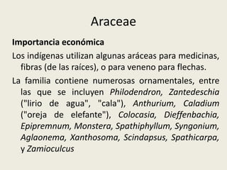 Araceae
Importancia económica
Los indígenas utilizan algunas aráceas para medicinas,
fibras (de las raíces), o para veneno para flechas.
La familia contiene numerosas ornamentales, entre
las que se incluyen Philodendron, Zantedeschia
("lirio de agua", "cala"), Anthurium, Caladium
("oreja de elefante"), Colocasia, Dieffenbachia,
Epipremnum, Monstera, Spathiphyllum, Syngonium,
Aglaonema, Xanthosoma, Scindapsus, Spathicarpa,
y Zamioculcus
 