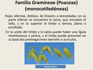 Familia Gramineae (Poaceae)
(monocotiledóneas)
Hojas alternas, dísticas, de lineares a lanceoladas; en su
parte inferior se encuentra la vaina, que envuelve el
tallo, y en la superior el limbo o lámina, plano o
enrollado.
En la unión del limbo y la vaina puede haber una lígula
membranosa o pelosa, y el limbo puede presentar en
su base dos prolongaciones laterales o aurículas.
Avena sativa
 