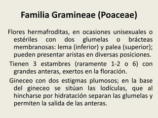 Familia Gramineae (Poaceae)
Flores hermafroditas, en ocasiones unisexuales o
estériles con dos glumelas o brácteas
membranosas: lema (inferior) y palea (superior);
pueden presentar aristas en diversas posiciones.
Tienen 3 estambres (raramente 1-2 o 6) con
grandes anteras, exertos en la floración.
Gineceo con dos estigmas plumosos; en la base
del gineceo se sitúan las lodículas, que al
hincharse por hidratación separan las glumelas y
permiten la salida de las anteras.
 
