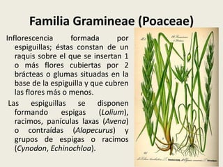 Familia Gramineae (Poaceae)
Inflorescencia formada por
espiguillas; éstas constan de un
raquis sobre el que se insertan 1
o más flores cubiertas por 2
brácteas o glumas situadas en la
base de la espiguilla y que cubren
las flores más o menos.
Las espiguillas se disponen
formando espigas (Lolium),
racimos, panículas laxas (Avena)
o contraídas (Alopecurus) y
grupos de espigas o racimos
(Cynodon, Echinochloa).
 