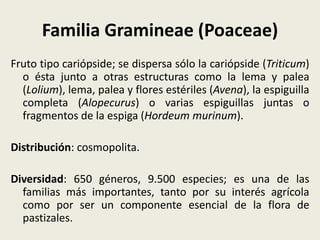 Familia Gramineae (Poaceae)
Fruto tipo cariópside; se dispersa sólo la cariópside (Triticum)
o ésta junto a otras estructuras como la lema y palea
(Lolium), lema, palea y flores estériles (Avena), la espiguilla
completa (Alopecurus) o varias espiguillas juntas o
fragmentos de la espiga (Hordeum murinum).
Distribución: cosmopolita.
Diversidad: 650 géneros, 9.500 especies; es una de las
familias más importantes, tanto por su interés agrícola
como por ser un componente esencial de la flora de
pastizales.
 