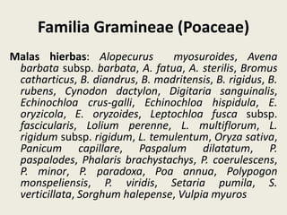 Familia Gramineae (Poaceae)
Malas hierbas: Alopecurus myosuroides, Avena
barbata subsp. barbata, A. fatua, A. sterilis, Bromus
catharticus, B. diandrus, B. madritensis, B. rigidus, B.
rubens, Cynodon dactylon, Digitaria sanguinalis,
Echinochloa crus-galli, Echinochloa hispidula, E.
oryzicola, E. oryzoides, Leptochloa fusca subsp.
fascicularis, Lolium perenne, L. multiflorum, L.
rigidum subsp. rigidum, L. temulentum, Oryza sativa,
Panicum capillare, Paspalum dilatatum, P.
paspalodes, Phalaris brachystachys, P. coerulescens,
P. minor, P. paradoxa, Poa annua, Polypogon
monspeliensis, P. viridis, Setaria pumila, S.
verticillata, Sorghum halepense, Vulpia myuros
 