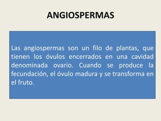 ANGIOSPERMAS
Las angiospermas son un filo de plantas, que
tienen los óvulos encerrados en una cavidad
denominada ovario. Cuando se produce la
fecundación, el óvulo madura y se transforma en
el fruto.
 