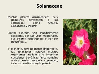 Solanaceae
Muchas plantas ornamentales muy
populares pertenecen a las
solanáceas, como Petunia,
Salpiglossis y Datura.
Ciertas especies son mundialmente
conocidas por sus usos medicinales,
sus efectos psicotrópicos o por ser
ponzoñosas.
Finalmente, pero no menos importante,
las solanáceas incluyen muchos
organismos modelo para investigar
cuestiones biológicas fundamentales
a nivel celular, molecular y genético,
tales como el tabaco y la petunia.
 