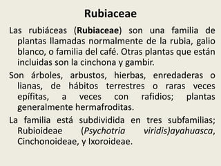 Rubiaceae
Las rubiáceas (Rubiaceae) son una familia de
plantas llamadas normalmente de la rubia, galio
blanco, o familia del café. Otras plantas que están
incluidas son la cinchona y gambir.
Son árboles, arbustos, hierbas, enredaderas o
lianas, de hábitos terrestres o raras veces
epífitas, a veces con rafidios; plantas
generalmente hermafroditas.
La familia está subdividida en tres subfamilias;
Rubioideae (Psychotria viridis)ayahuasca,
Cinchonoideae, y Ixoroideae.
 