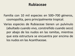 Rubiaceae
Familia con 10 mil especies en 500–700 géneros,
cosmopolita, pero principalmente tropical.
Varias especies de Rubiaceae tienen un pulvínulo
(abultado cuando vivo, constreñido cuando seco)
por abajo de los nudos en las ramitas, mientras
que esta estructura se encuentra por encima de
los nudos en las Acanthaceae.
 