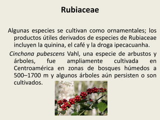 Rubiaceae
Algunas especies se cultivan como ornamentales; los
productos útiles derivados de especies de Rubiaceae
incluyen la quinina, el café y la droga ipecacuanha.
Cinchona pubescens Vahl, una especie de arbustos y
árboles, fue ampliamente cultivada en
Centroamérica en zonas de bosques húmedos a
500–1700 m y algunos árboles aún persisten o son
cultivados.
 