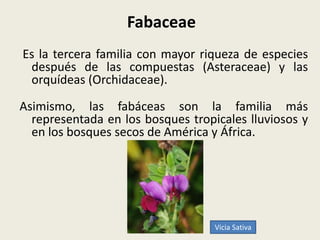 Fabaceae
Es la tercera familia con mayor riqueza de especies
después de las compuestas (Asteraceae) y las
orquídeas (Orchidaceae).
Asimismo, las fabáceas son la familia más
representada en los bosques tropicales lluviosos y
en los bosques secos de América y África.
Vicia Sativa
 