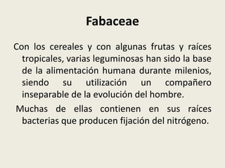 Fabaceae
Con los cereales y con algunas frutas y raíces
tropicales, varias leguminosas han sido la base
de la alimentación humana durante milenios,
siendo su utilización un compañero
inseparable de la evolución del hombre.
Muchas de ellas contienen en sus raíces
bacterias que producen fijación del nitrógeno.
 