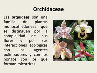 Orchidaceae
Las orquídeas son una
familia de plantas
monocotiledóneas que
se distinguen por la
complejidad de sus
flores y por sus
interacciones ecológicas
con los agentes
polinizadores y con los
hongos con los que
forman micorrizas
 